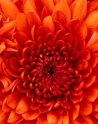 Picture for love package